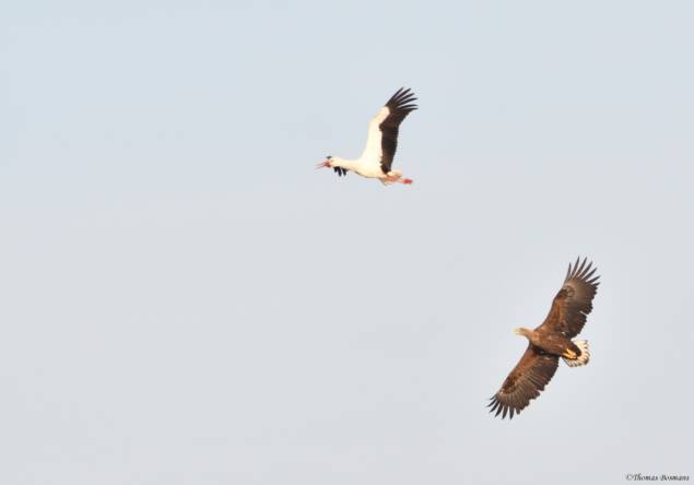 Un pygargue pourchasse une cigogne au-dessus de l'Etang de Virelles